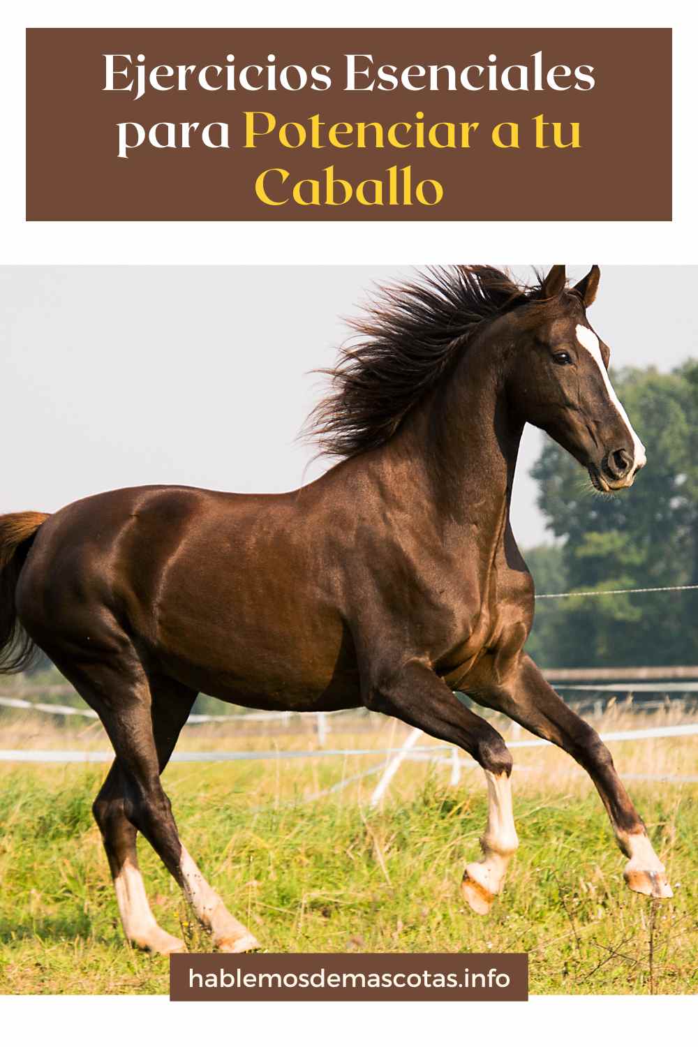 Ejercicios Esenciales para Potenciar a tu Caballo