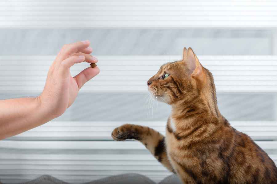 Enséñale 5 TRUCOS A TU GATO en 10 minutos