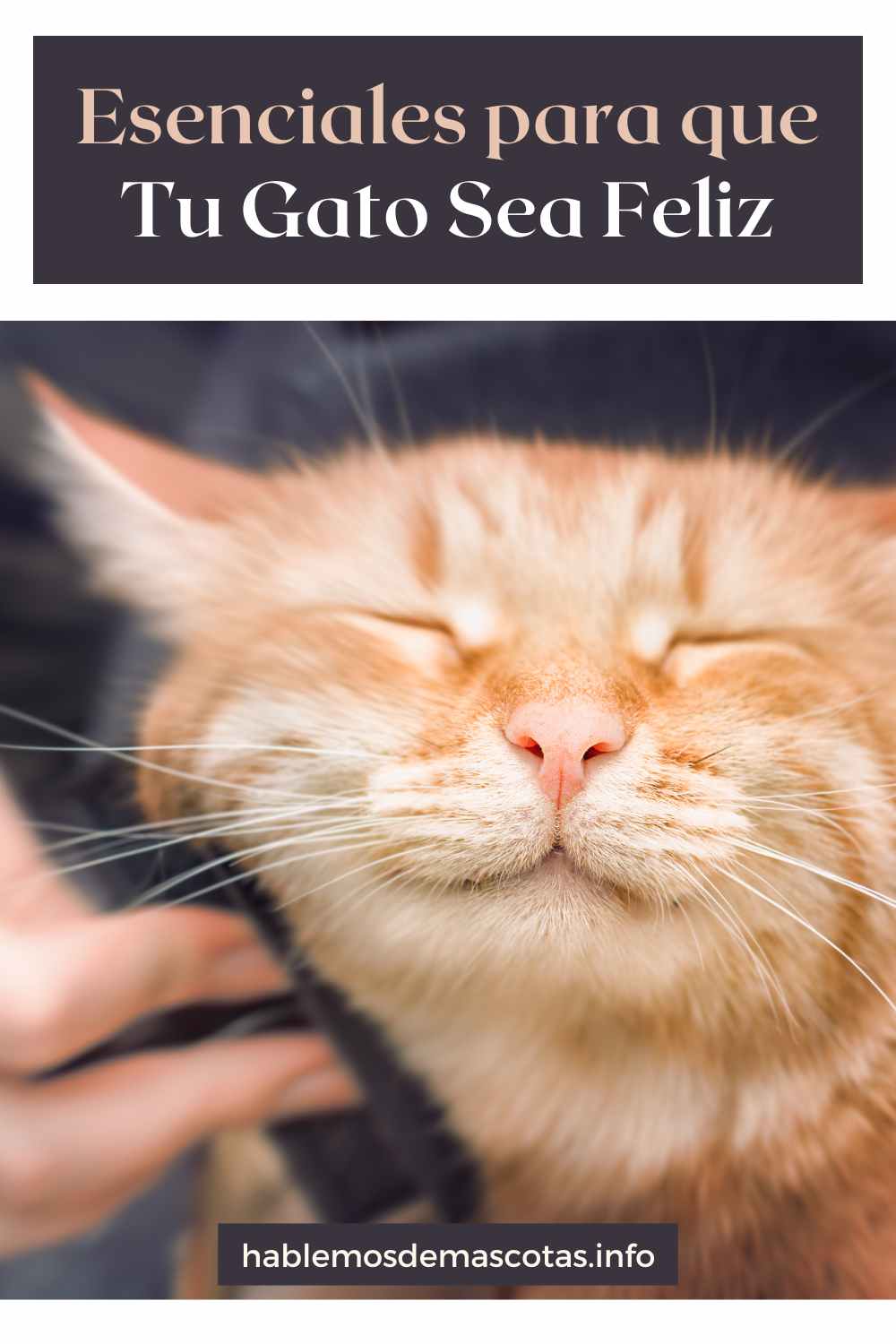 Esenciales para que Tu Gato Sea Feliz
