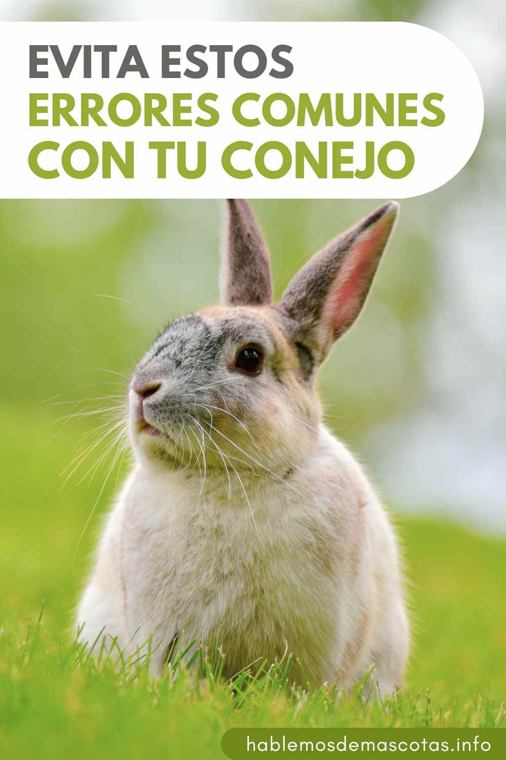 Evita Estos Errores Comunes con tu conejo