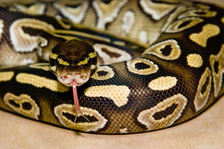 Guía para principiantes de reptiles - 5 especies muy fáciles de cuidar