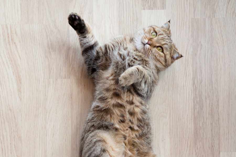 Haz que tu gato sea la estrella_ Enseña este primer truco y sorprende a todos