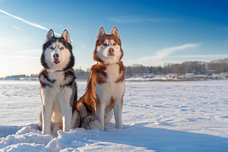 Husky Siberiano_ Curiosidades sorprendentes que nunca imaginaste