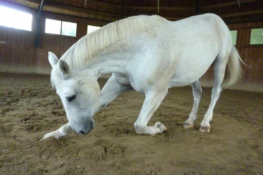 Impresiona a todos_ descubre cómo enseñar a tu caballo a hacer reverencia 