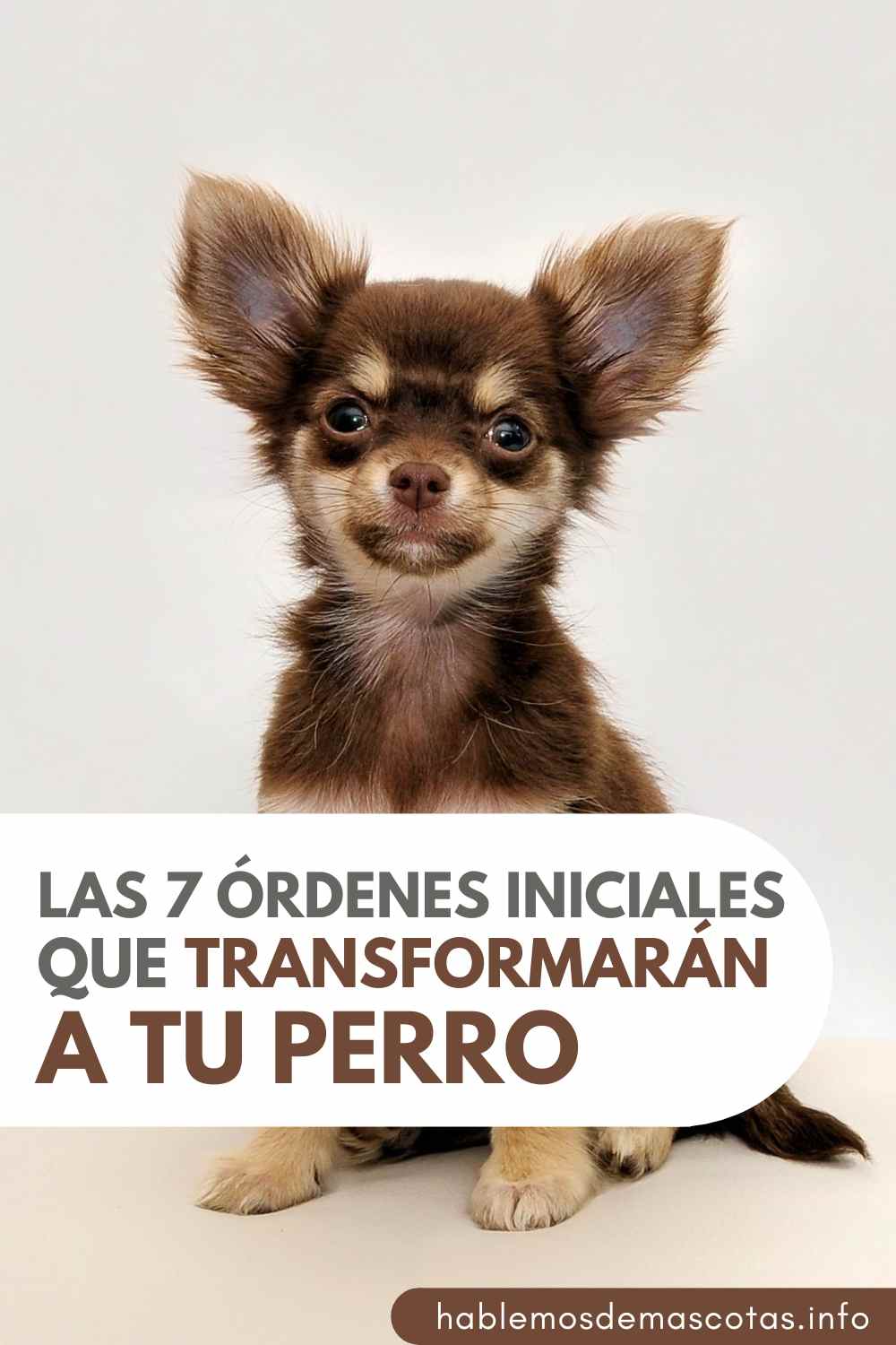 Las 7 Órdenes Iniciales que Transformarán a tu Perro