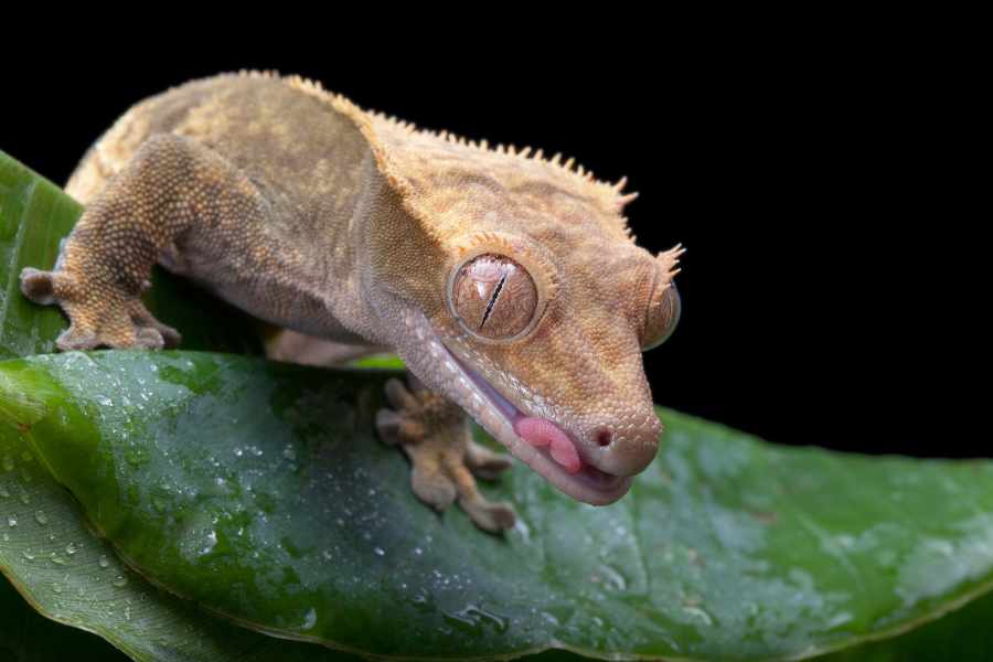 Las cosas que debes saber ANTES de tener un Gecko Crestado