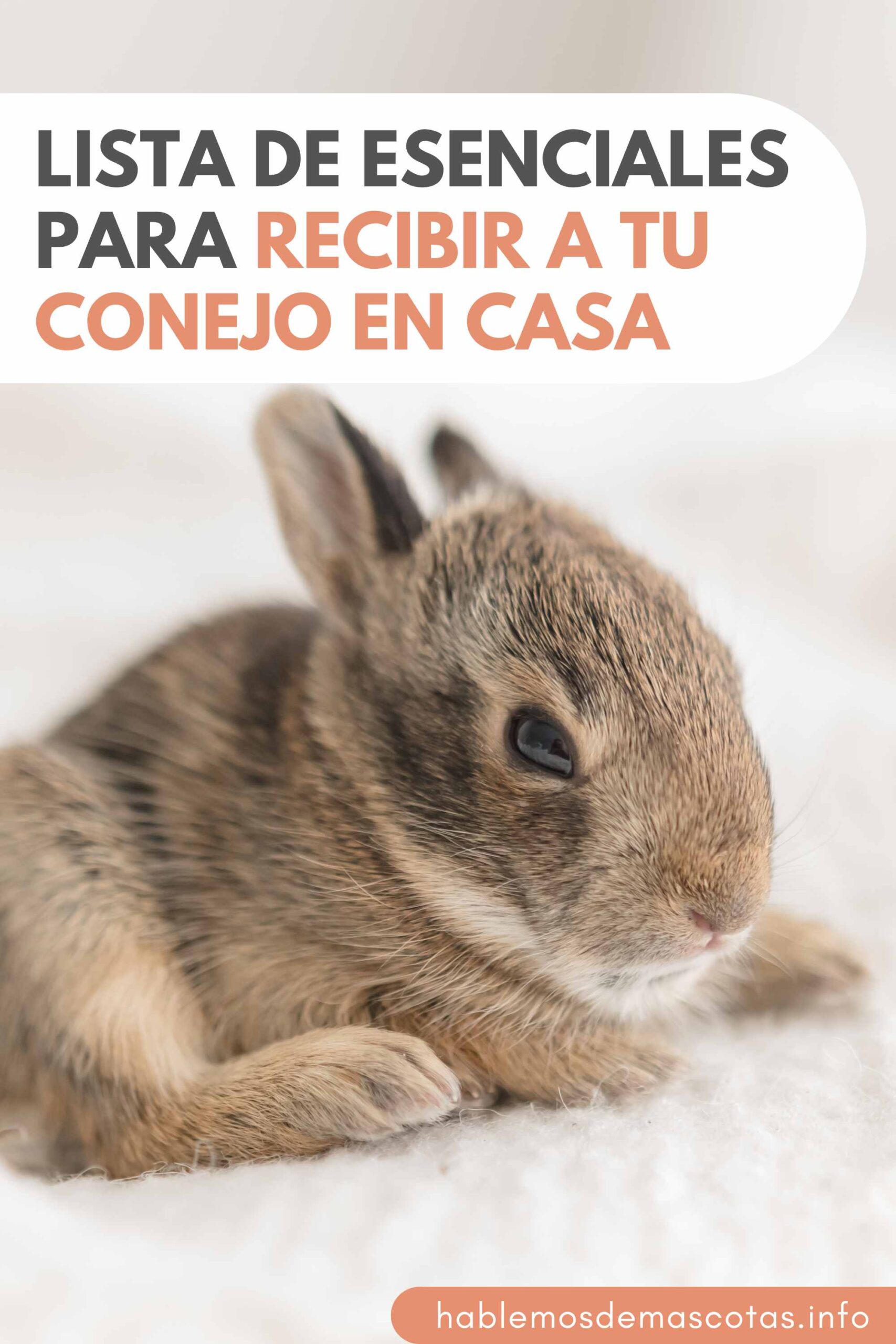 Lista de Esenciales para Recibir a tu Conejo en Casa