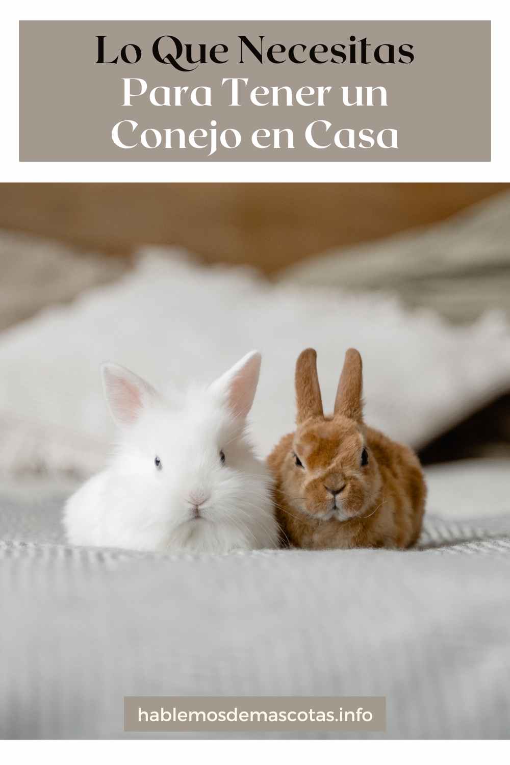 Lo Que Necesitas Para Tener un Conejo en Casa