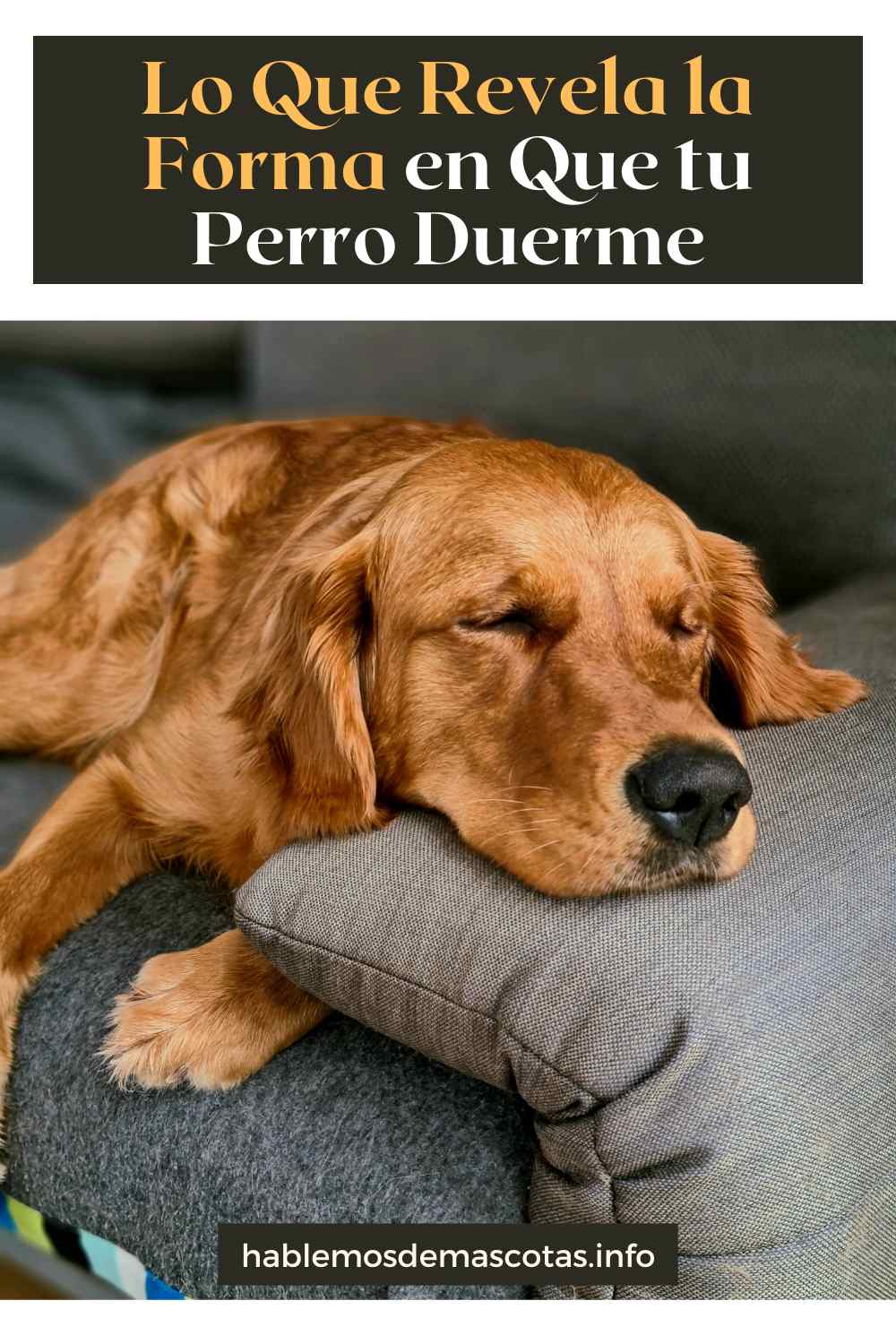 Lo Que Revela la Forma en Que tu Perro Duerme
