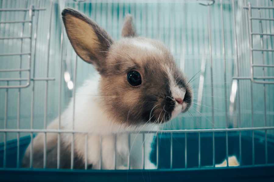 Lo que NECESITAS cuando traes a casa un conejo