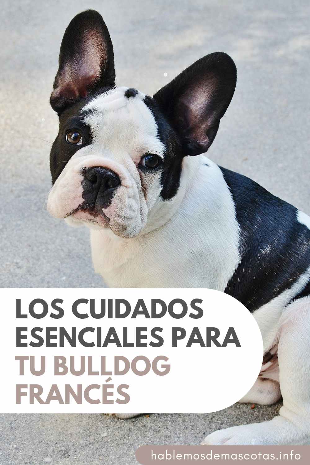Los Cuidados Esenciales para Tu Bulldog Francés