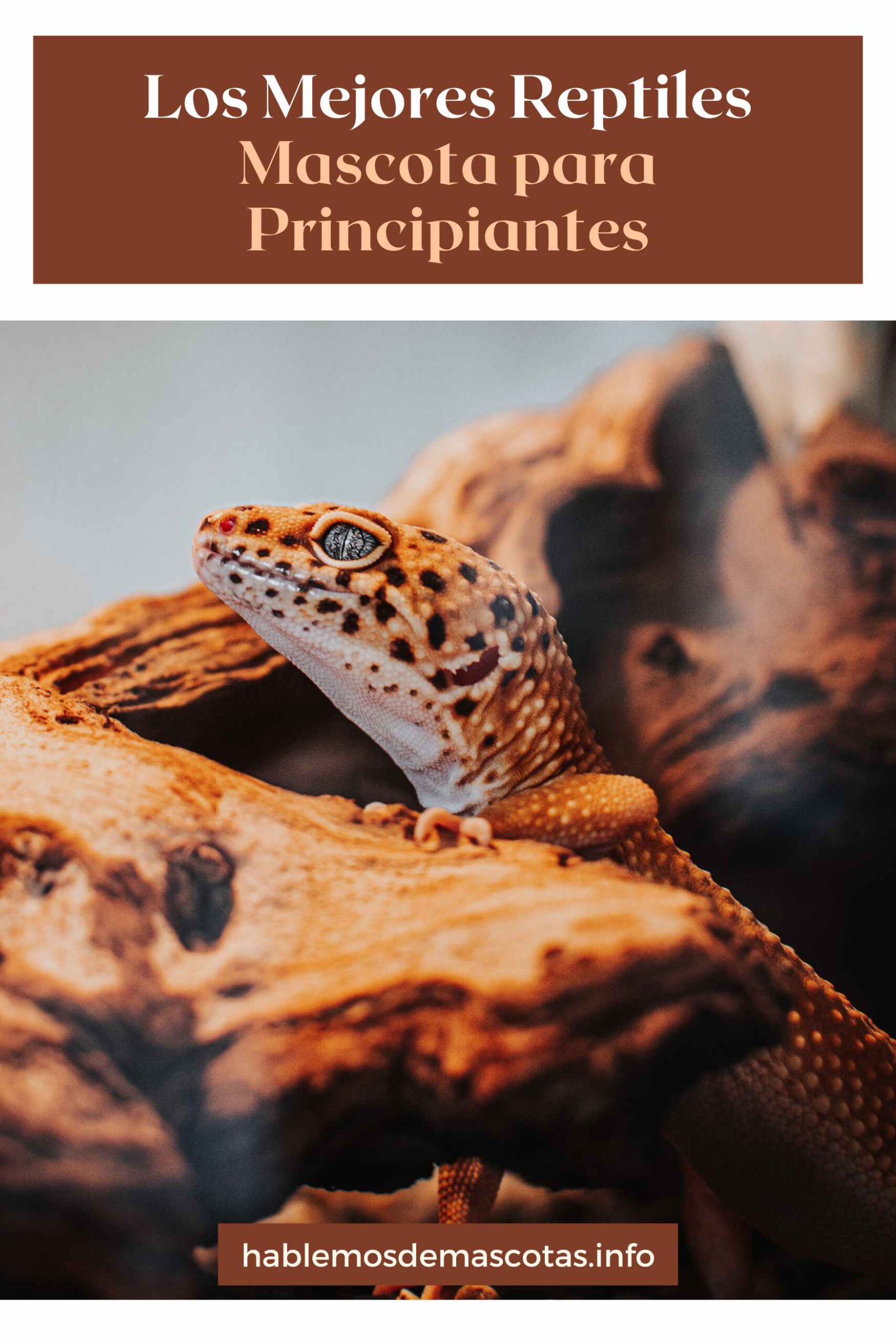 Los Mejores Reptiles Mascota para Principiantes