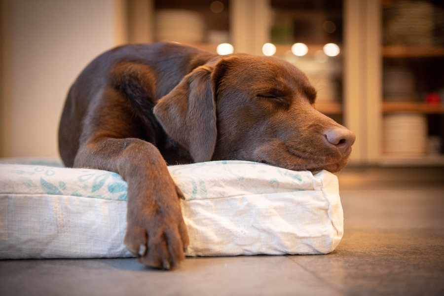 Los Secretos Detrás de La Forma en La que Tu Perro Duerme