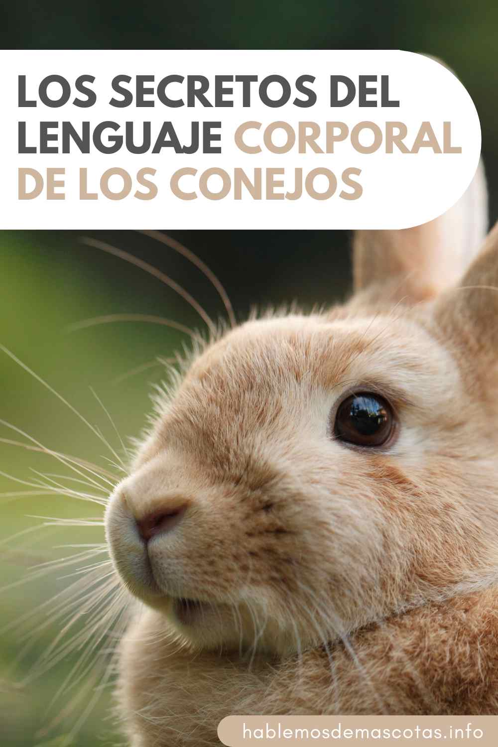 Los Secretos del Lenguaje Corporal de los Conejos
