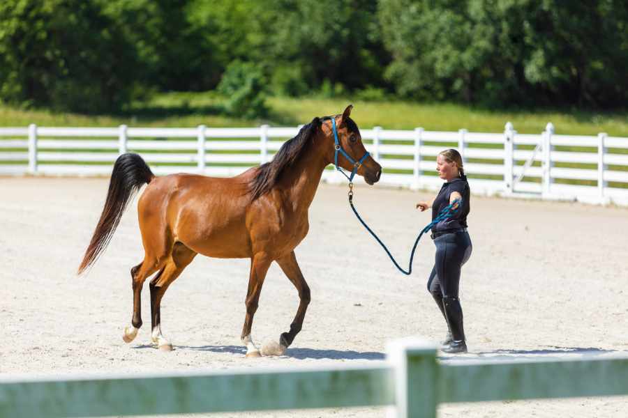 Maximiza el rendimiento de tu caballo con los mejores ejercicios básicos