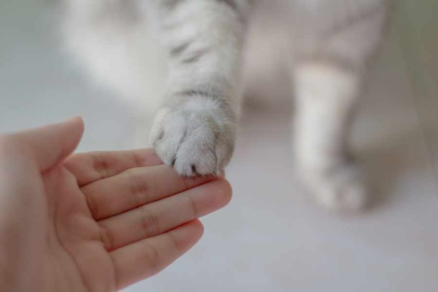 No Ignores las Señales_ 10 Signos que Indican que tu Mascota está Pidiendo Ayuda