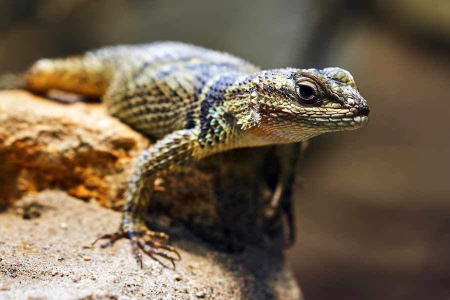 Organizando tu Habitación para Reptiles en Casa