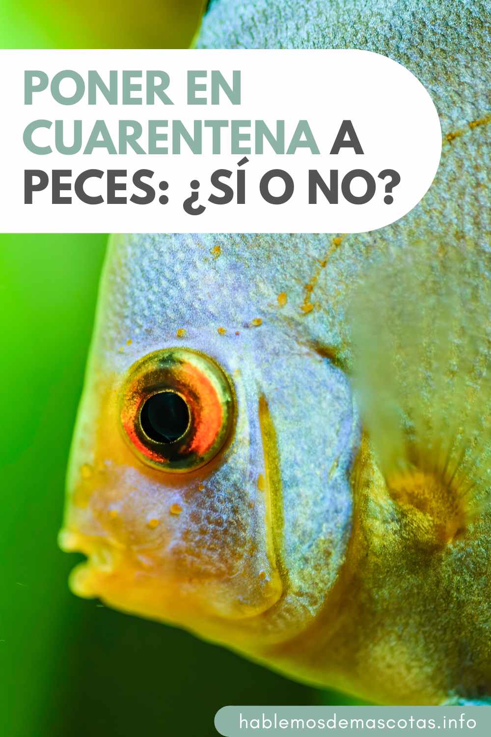 Poner en Cuarentena a Peces_ ¿Sí o No