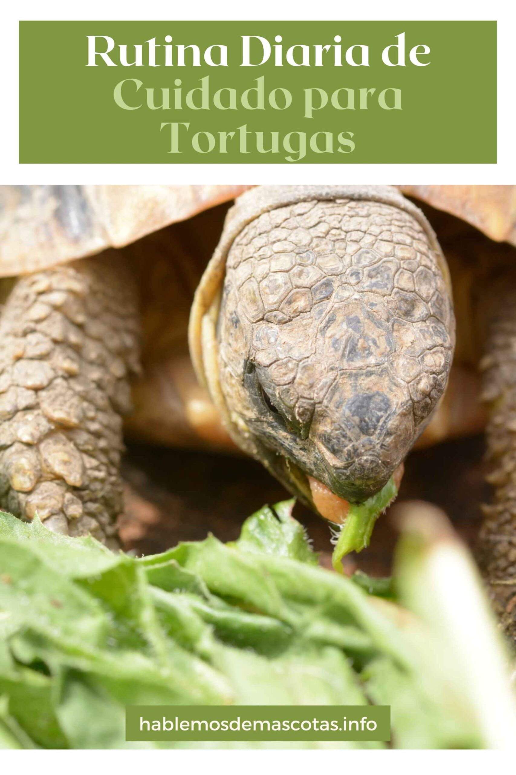 Rutina Diaria de Cuidado para Tortugas