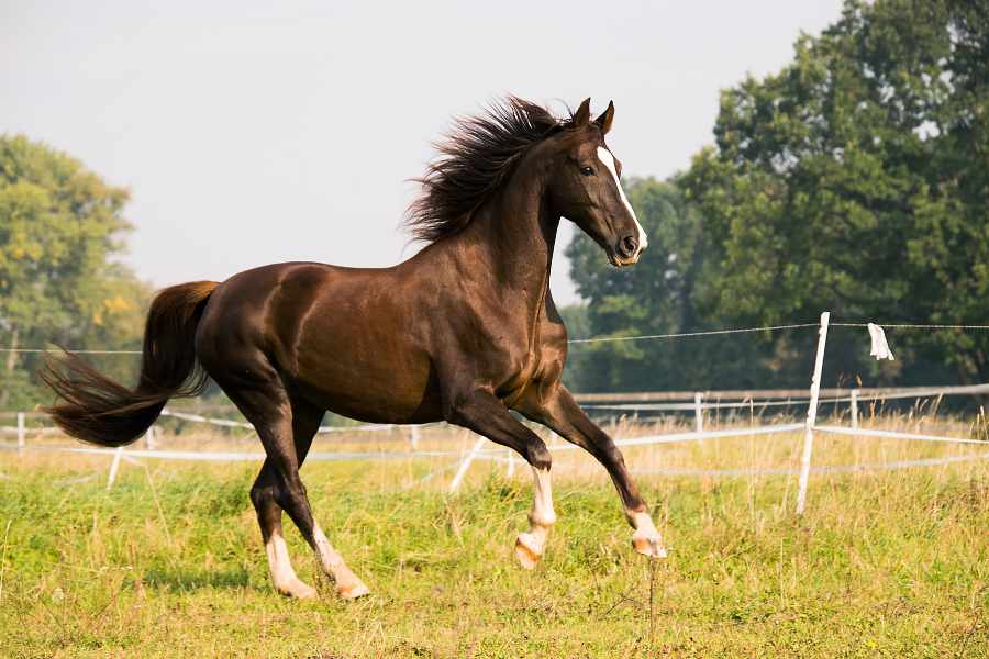 Señales de que Tu Caballo No te Respeta