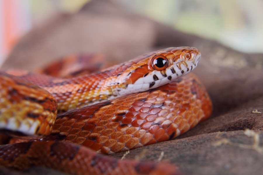 Serpiente del Maíz - Guía Completa de Cuidados