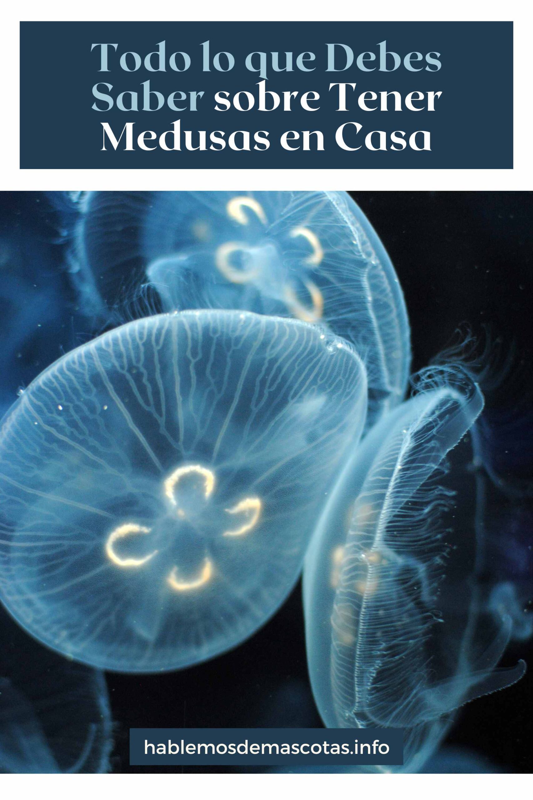 Todo lo que Debes Saber sobre Tener Medusas en Casa