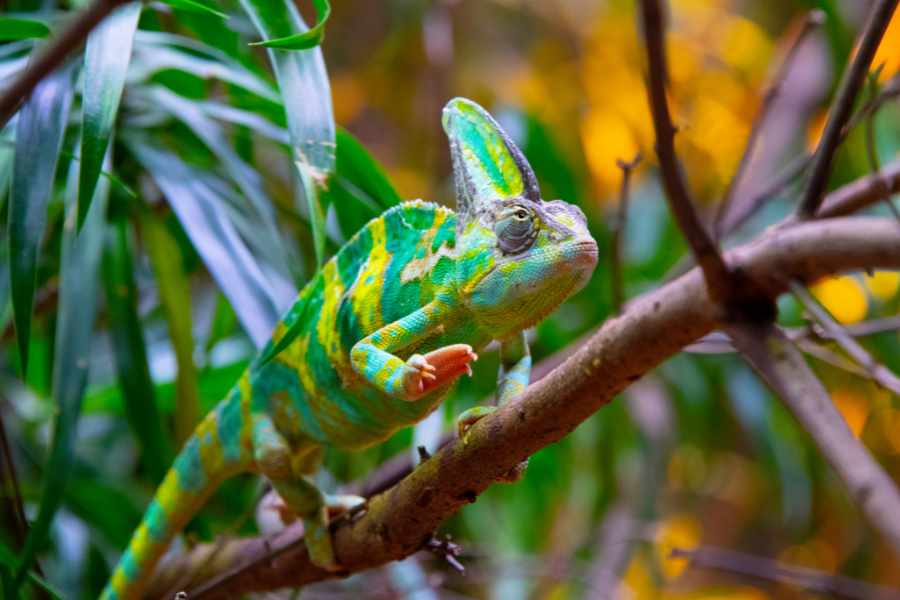 Ventajas de tener un camaleón como mascota