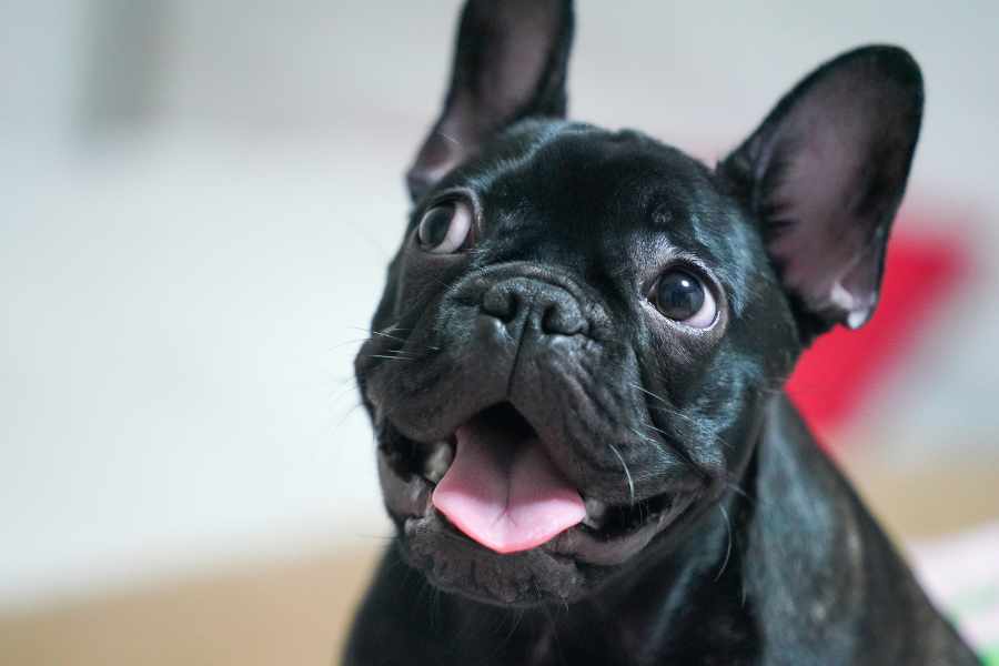 ¿Cómo Cuidar de un Bulldog Francés?