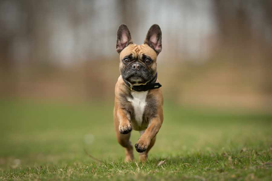 ¿Cómo es tener un bulldog francés en casa