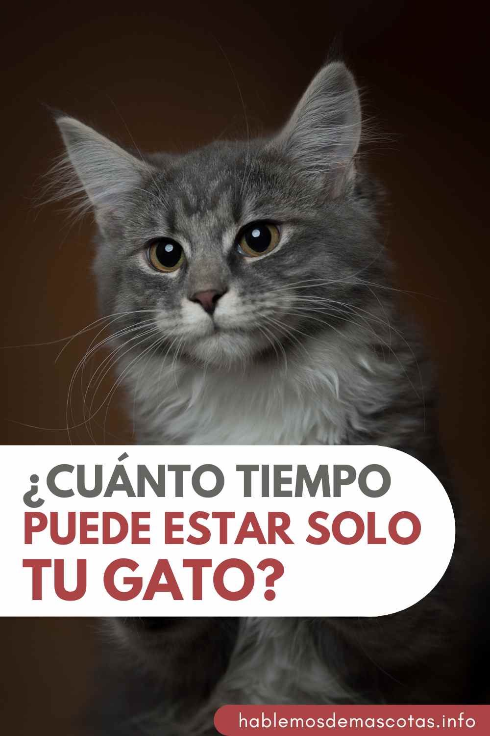¿Cuánto Tiempo Puede estar solo tu Gato