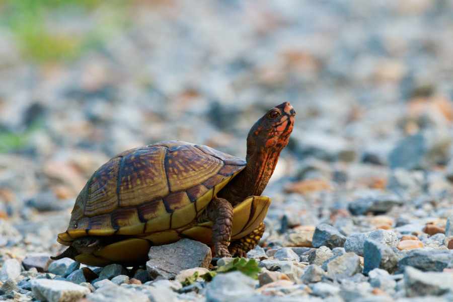 ¿Estás cometiendo estos errores comunes en el cuidado de tu tortuga_ Aprende cómo evitarlos