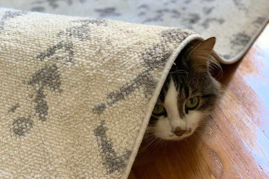 ¿Por qué los gatos no vienen cuando los llamas por su nombre