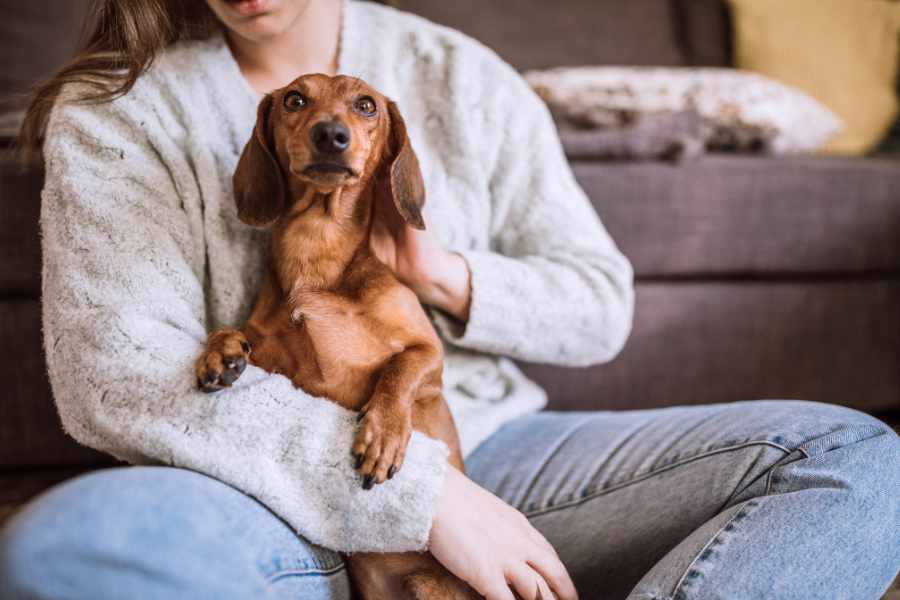 ¿Por qué los perros te siguen a todas partes