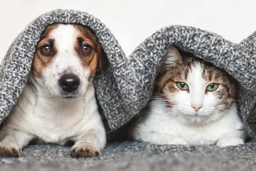 ¿Puedo entrenar a un gato como lo haría con un perro