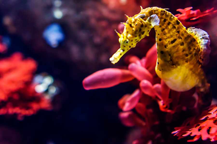 ¿Puedo tener Caballitos de mar en mi acuario