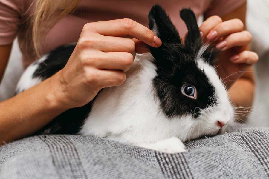 ¿Qué Necesitas Para Tener un Conejo en Casa