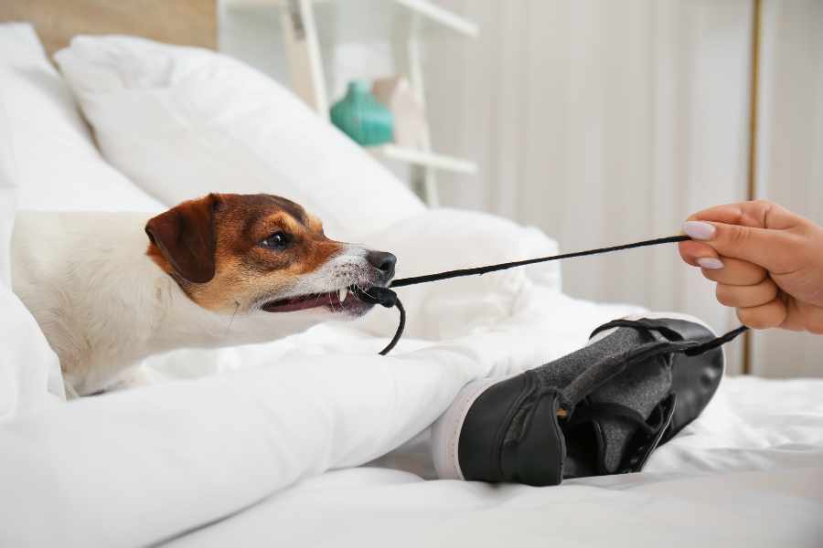 ¿Qué hago si mi perro no obedece a las primeras órdenes