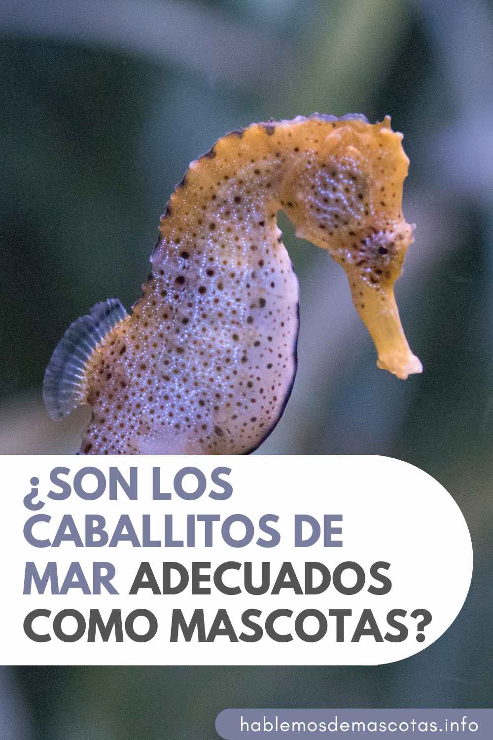 ¿Son los Caballitos de Mar Adecuados como Mascotas