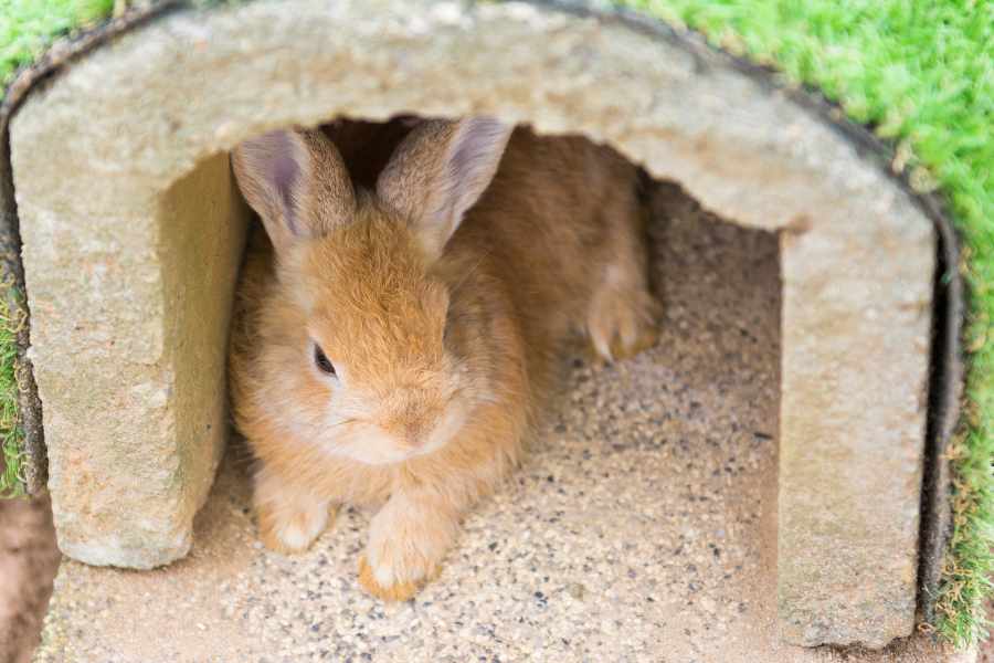 ¿Vas a Llevar un Conejo a Casa_ Esta es la Lista de Cosas que Necesitarás