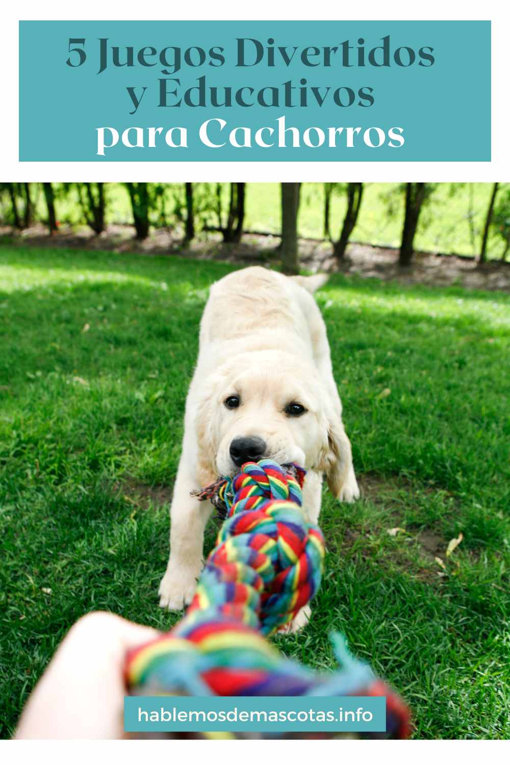 5 Juegos Divertidos y Educativos para Cachorros