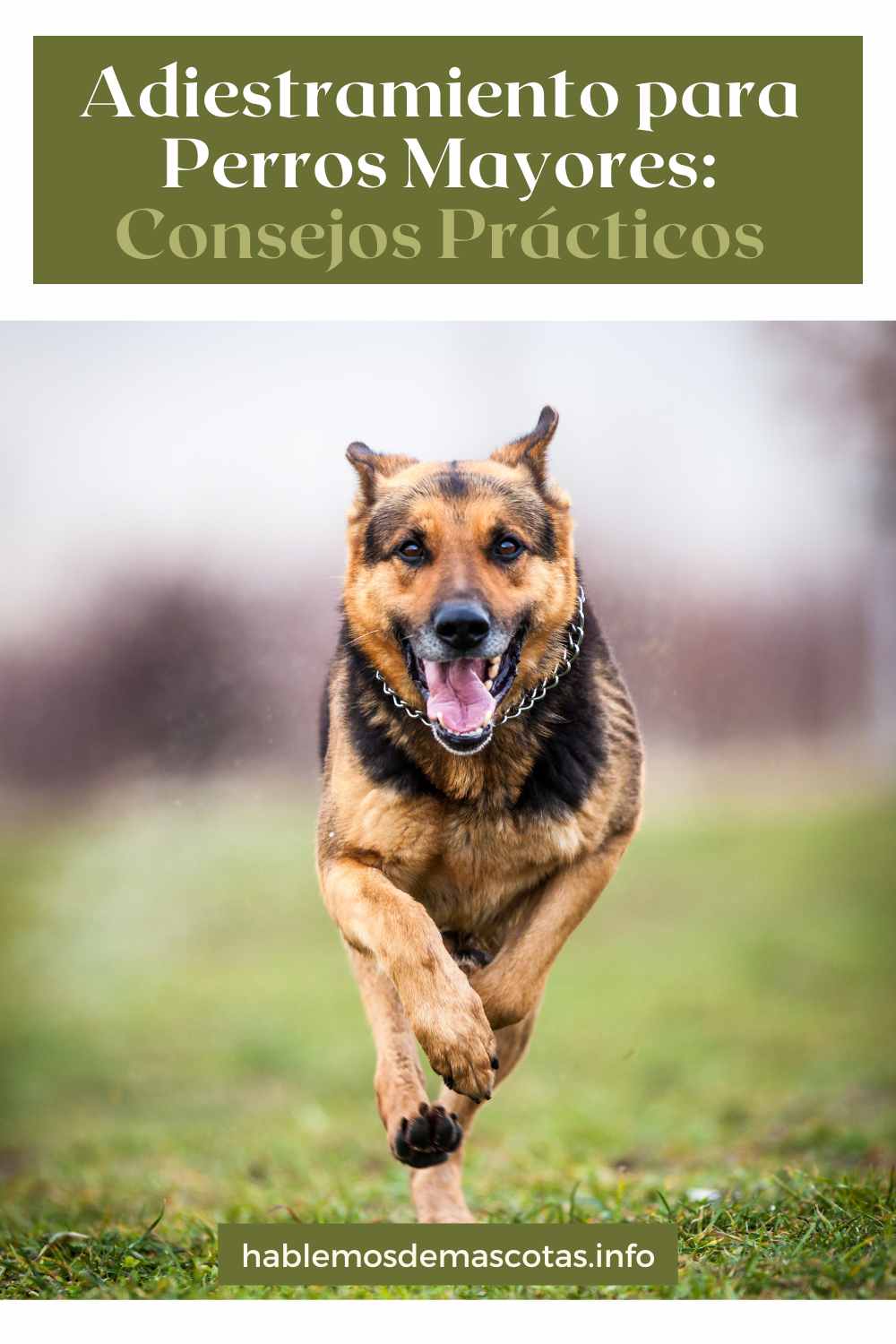 Adiestramiento para Perros Mayores_ Consejos Prácticos