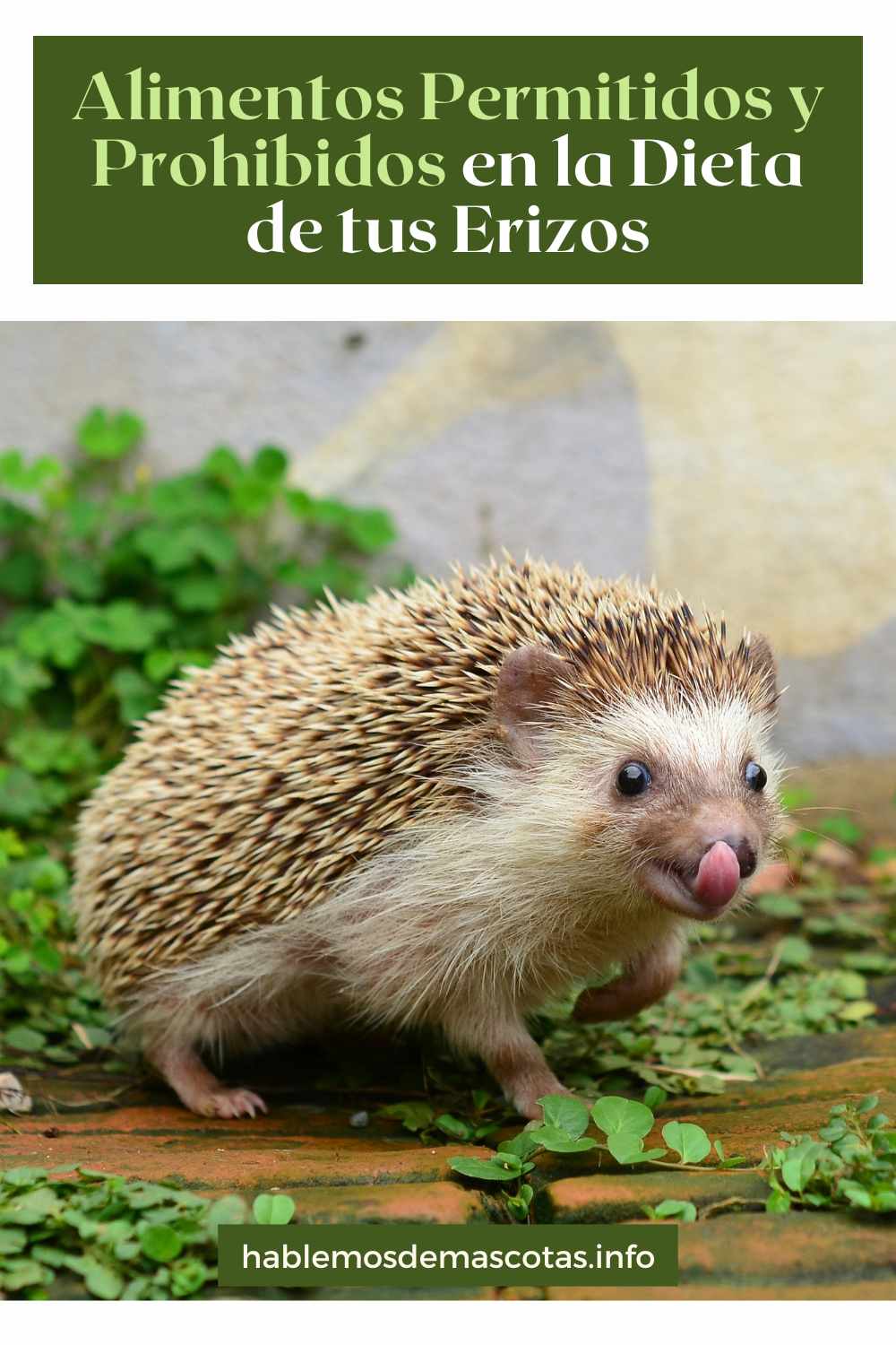 Alimentos Permitidos y Prohibidos en la Dieta de tus Erizos