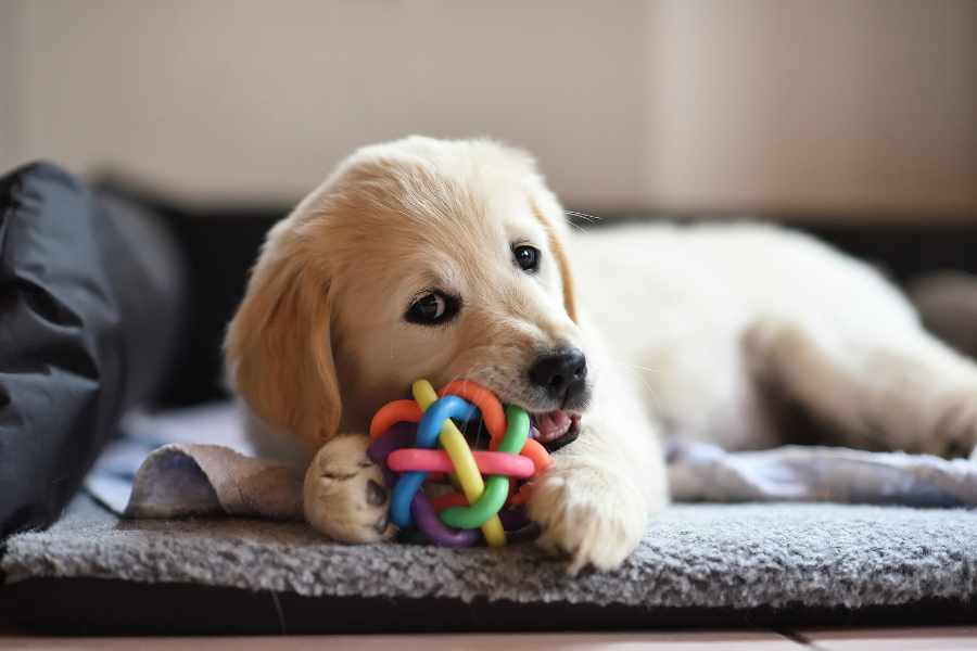 Aquí hay algunos consejos que facilitarán tu rutina con tu amigo peludo