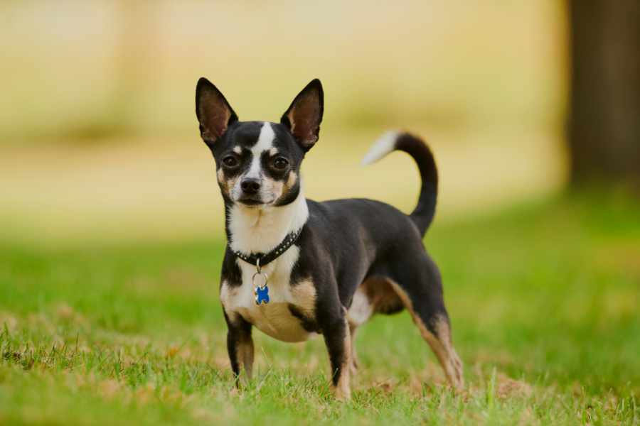 Chihuahua cabeza de manzana