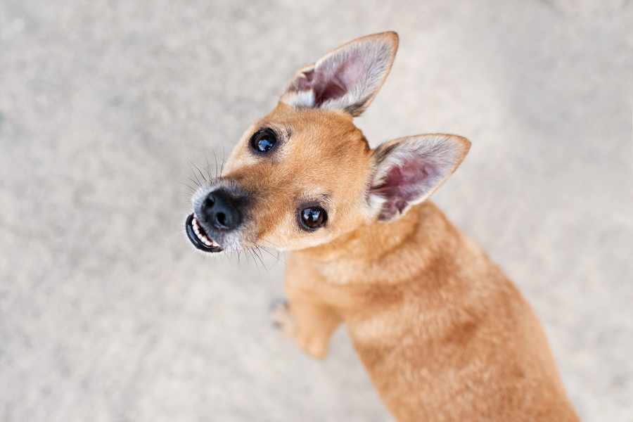 Chihuahua cabeza de venado