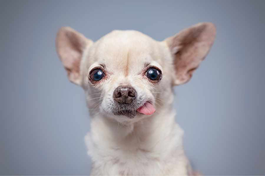 Tipos de Chihuahuas de pelo corto