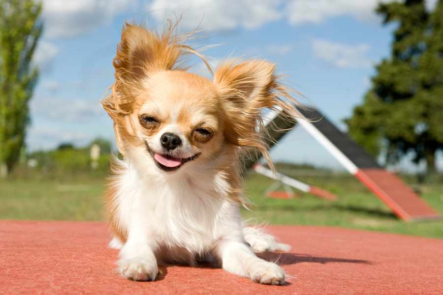 Chihuahua de pelo largo