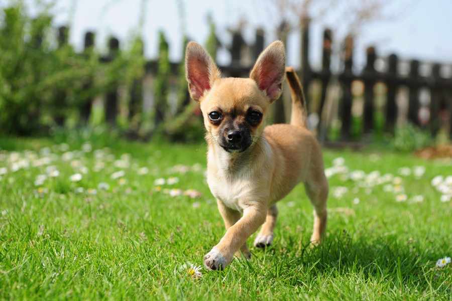 Chihuahua mini-toy