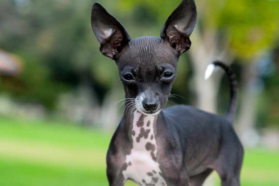 Tipos de Chihuahuas sin pelo
