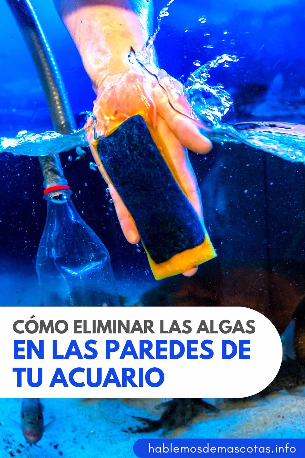 Cómo Eliminar las Algas en las Paredes de tu Acuario